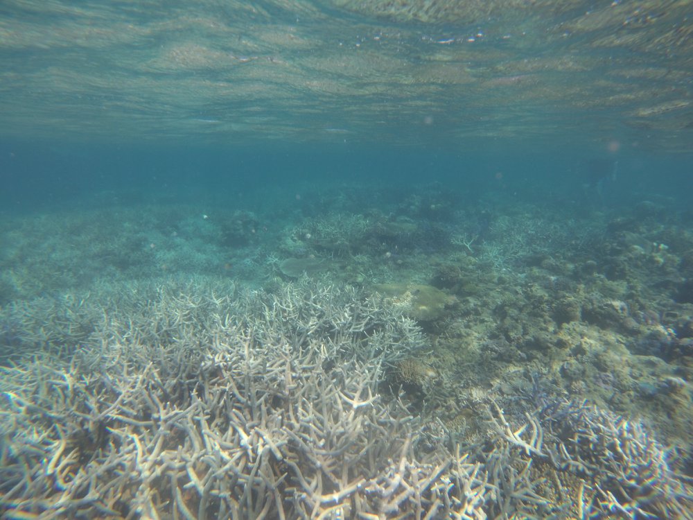 28698658_10155637958799132_7718078516554120329_o