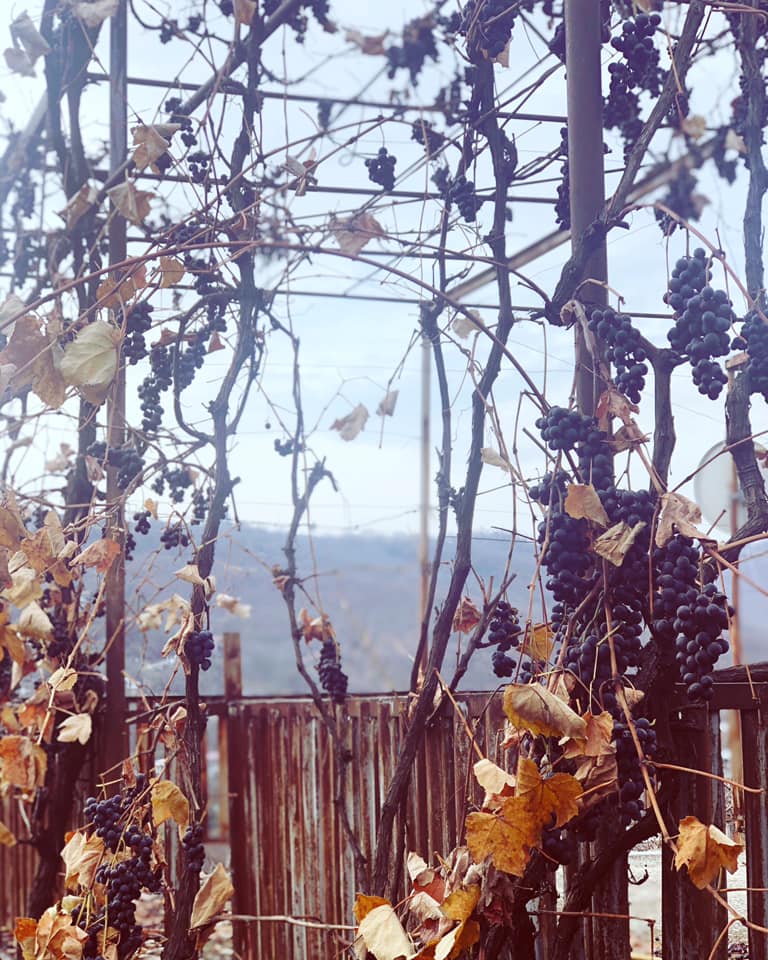 77191078_10157131344554132_217257248471121920_n